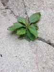 Plantain in concrete